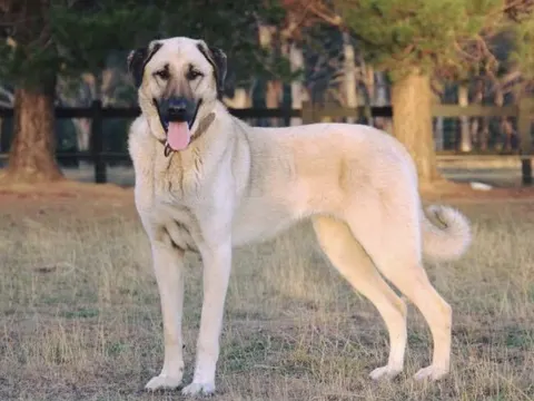 Kangal staat in een grasveld voor een houten omheining, kop naar de camera met open bek