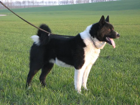 Karelische Berenhond in zijaanzicht