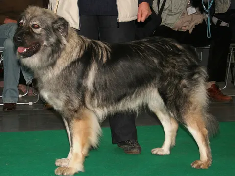Karstherder in zijaanzicht