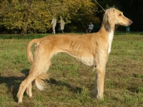 Kazakh Tazy in zijaanzicht