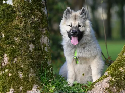 Keeshond staat buiten in het gras in natuurlijk daglicht, dikke zilvergrijze kraag en typische donkere brilaftekening rond de ogen