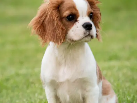 King Charles Spaniel zit buiten in het gras in zacht natuurlijk daglicht, met lange zijdeachtige oren en korte snuit