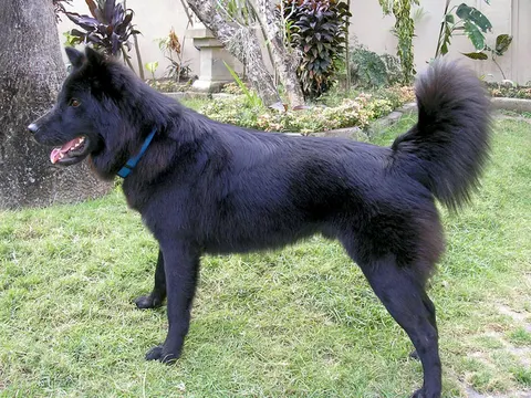 Kintamani-Bali Dog in zijaanzicht