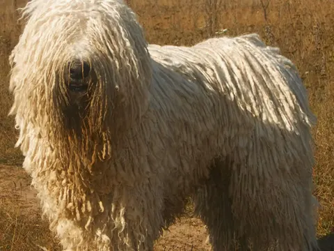 Komondor in zijaanzicht