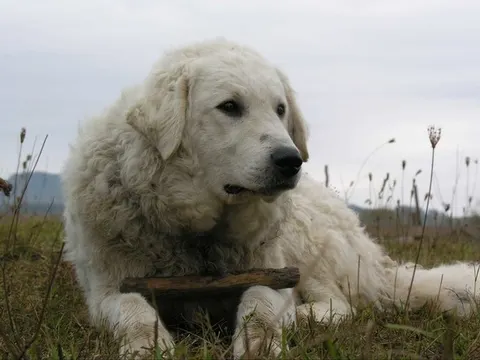 Kuvasz in zijaanzicht