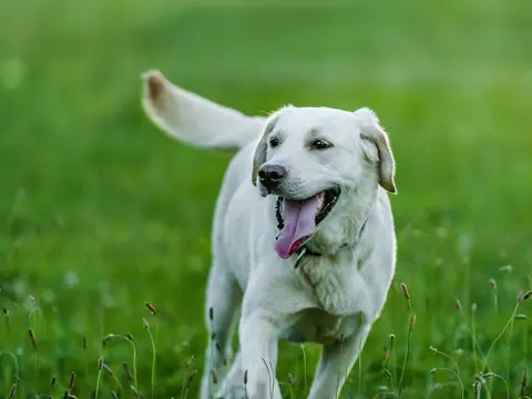 Labrador Retriever staat buiten in een grasveld in natuurlijk daglicht, oren omhoog en aandachtige blik