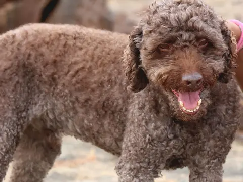 Lagotto Romagnolo met dichte krullende wolvacht staat buiten in een veld in natuurlijk daglicht, kop alert opgeheven