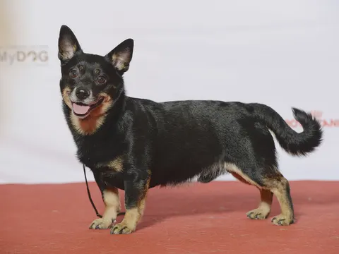Lancashire Heeler in zijaanzicht