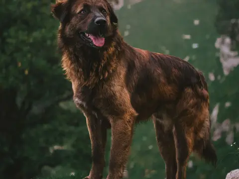 Leonberger staat buiten in een grasveld in natuurlijk daglicht, met volle manen en zwart masker rond de snuit