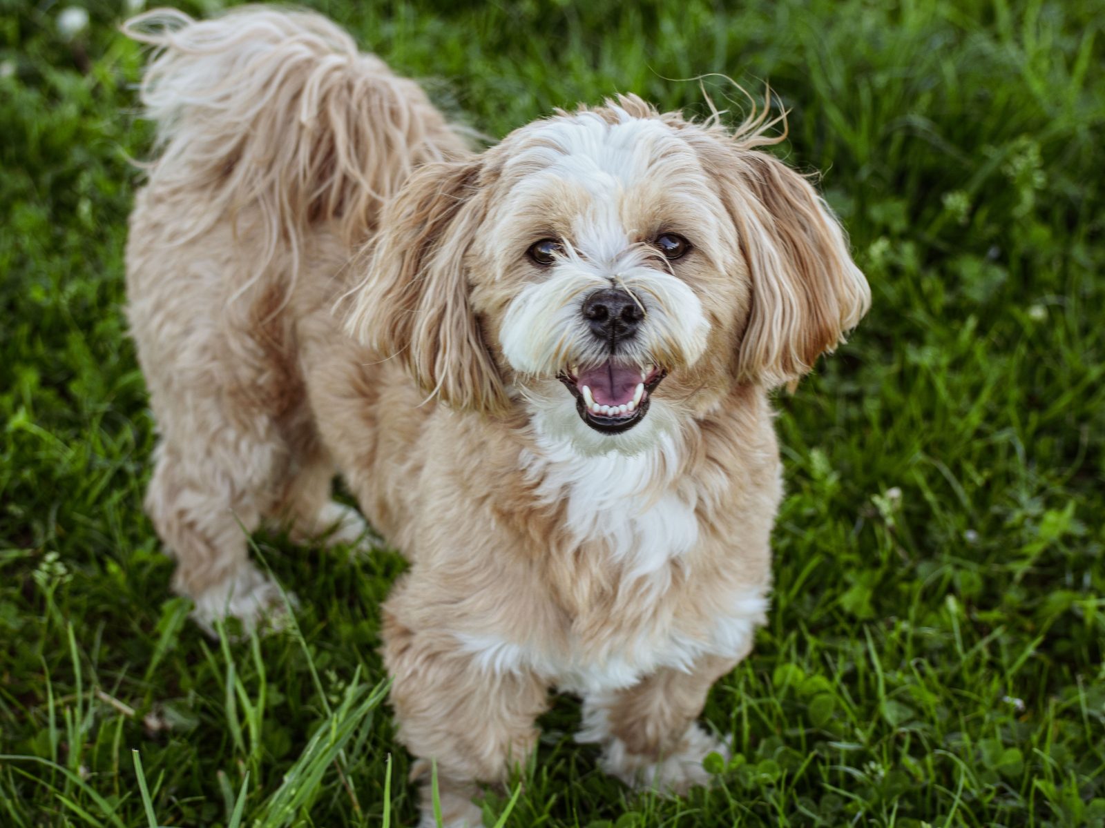 Lhasa Apso staat buiten in natuurlijk daglicht, lange vacht tot op de grond en alerte blik richting de camera