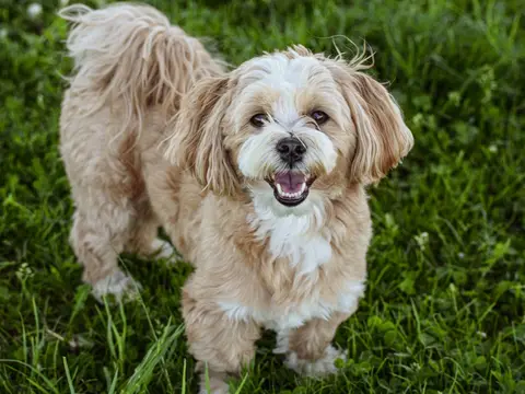 Lhasa Apso staat buiten in natuurlijk daglicht, lange vacht tot op de grond en alerte blik richting de camera