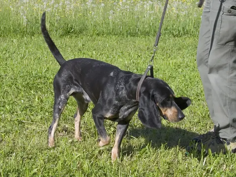 Luzerner Laufhund in zijaanzicht