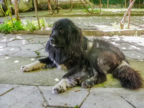 Macedonische Herdershond Karaman in zijaanzicht