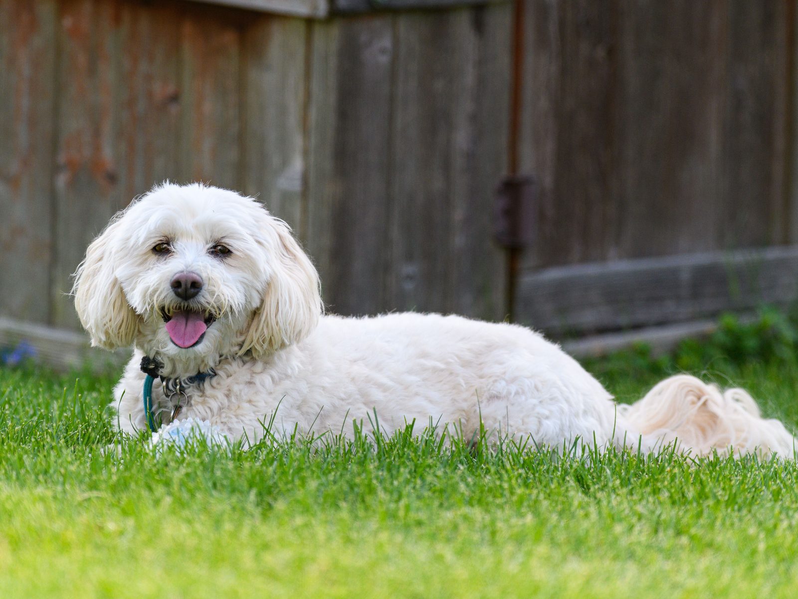 Kleine crèmekleurige Maltipoo met golvende vacht zit buiten in het gras in warm natuurlijk daglicht