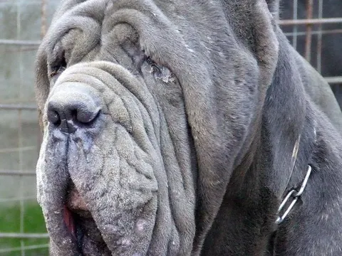 Mastino Napoletano in zijaanzicht