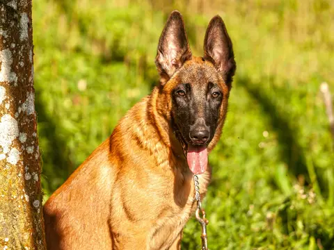 Mechelse Herder staat alert buiten in een veld in natuurlijk daglicht, oren gespitst en fauve vacht met zwart masker