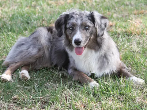 Miniature American Shepherd in blue merle ligt in het gras, tong uit de bek