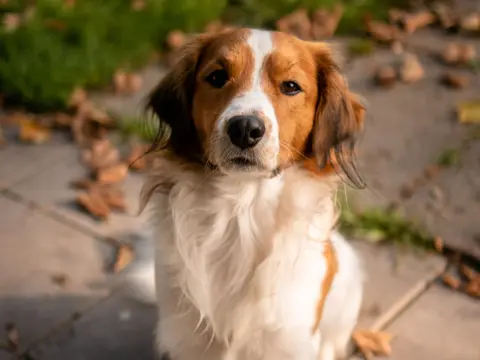 Nederlandse Kooikerhondje staat alert buiten in het gras in natuurlijk daglicht, met de kenmerkende oranjerode vlekken op wit en zwarte oorpunten
