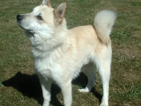 Noorse Buhund in zijaanzicht