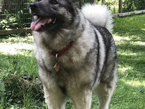 Noorse Elandhond Grijs in zijaanzicht