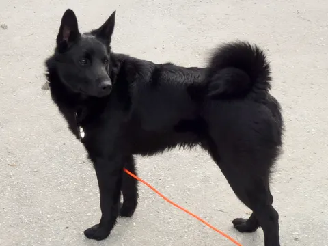 Noorse Elandhond Zwart in zijaanzicht