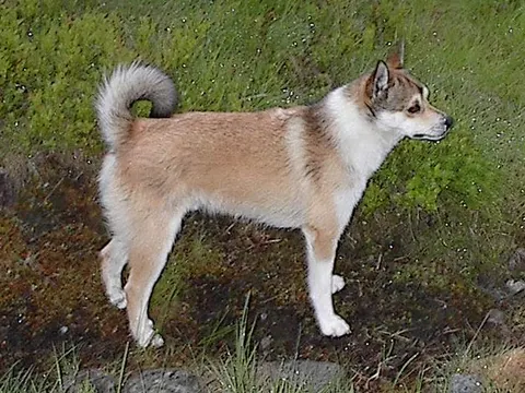 Noorse Lundehund in zijaanzicht