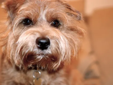 Kop van een Norfolk Terrier met warmrode, ruwe vacht van dichtbij