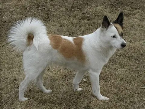 Norrbottenspets in zijaanzicht