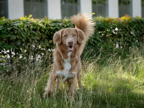 Nova Scotia Duck Tolling Retriever staat alert aan de waterkant in natuurlijk daglicht, roodoranje vacht met witte aftekeningen