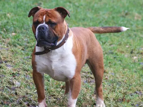 Olde English Bulldogge in zijaanzicht