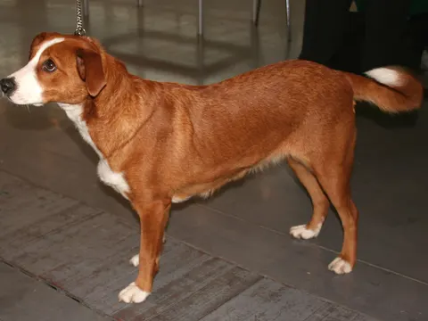 Oostenrijkse Pinscher in zijaanzicht