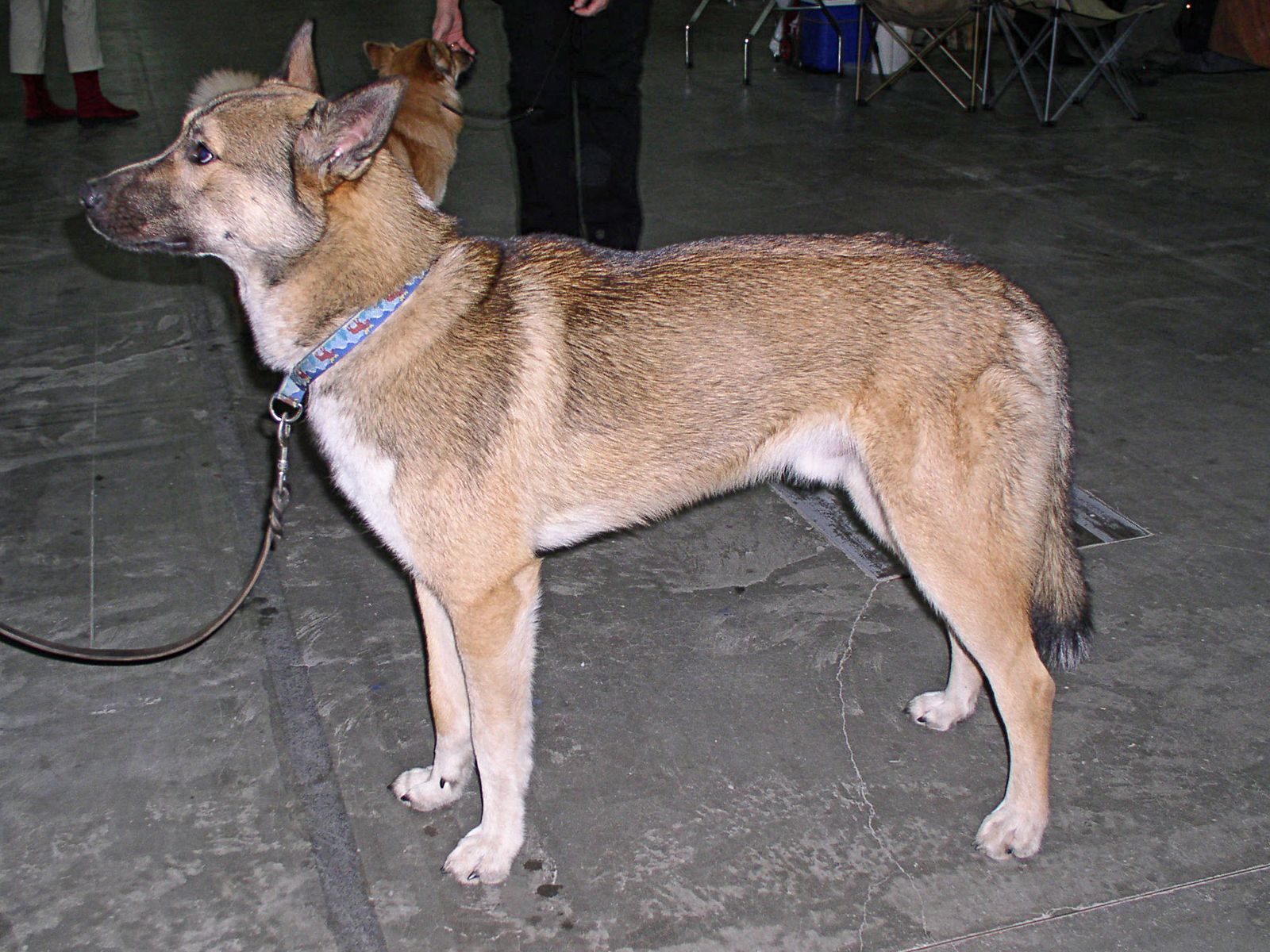 Oost-Siberische Laika in zijaanzicht