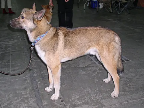 Oost-Siberische Laika in zijaanzicht
