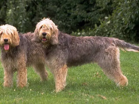 Otterhound in zijaanzicht