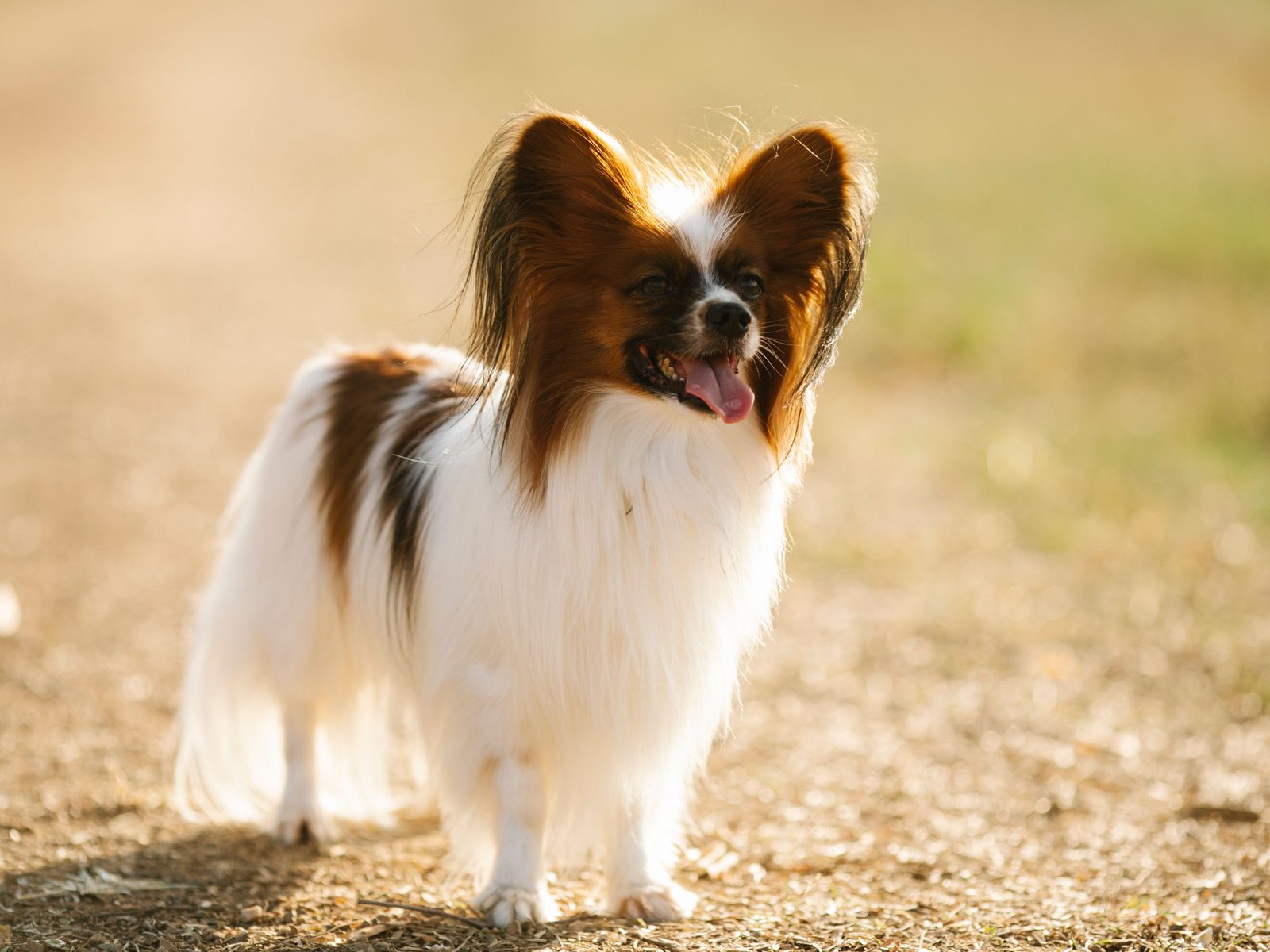 Papillon staat alert buiten in het gras in natuurlijk daglicht, met de kenmerkende opgerichte vlindervleugel-oren