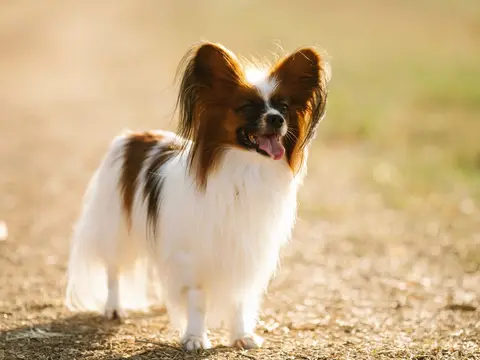 Papillon staat alert buiten in het gras in natuurlijk daglicht, met de kenmerkende opgerichte vlindervleugel-oren