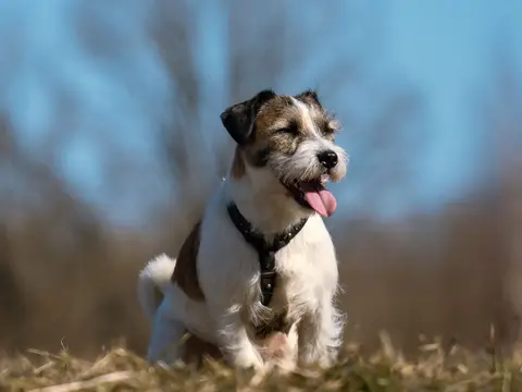 Parson Russell Terriër staat alert in het gras buiten in natuurlijk daglicht, oren gespitst en blik gericht