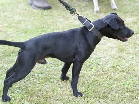 Patterdale Terriër in zijaanzicht