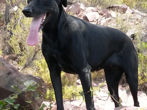 Perro de Pastor Mallorquín in zijaanzicht