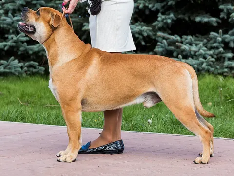 Perro Dogo Mallorquín in zijaanzicht