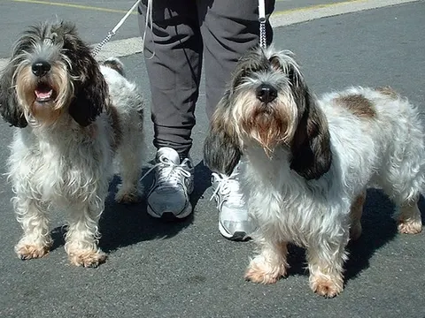 Petit Basset Griffon Vendéen in zijaanzicht