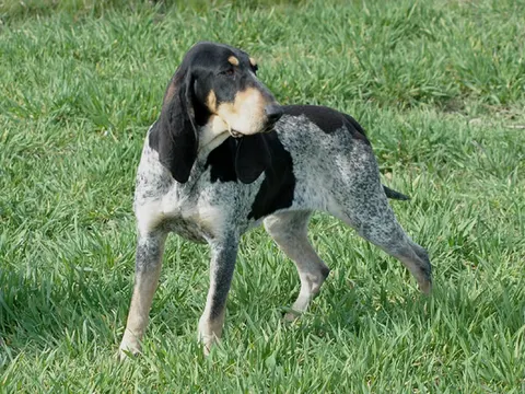 Petit Bleu de Gascogne in zijaanzicht