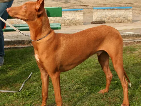 Pharaohond in zijaanzicht
