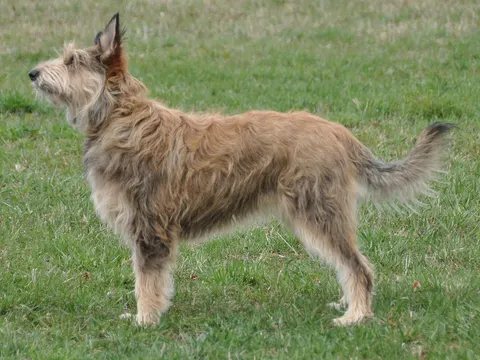 Picardische Herdershond in zijaanzicht