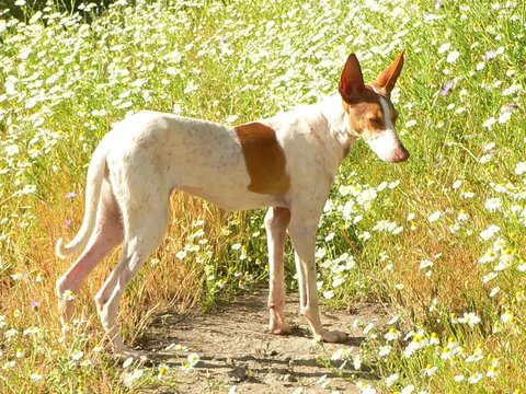Podenco Canario in zijaanzicht