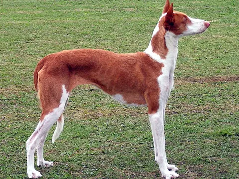 Podenco Ibicenco in zijaanzicht