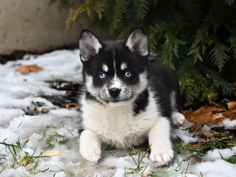 Pomsky staat alert buiten in het gras in natuurlijk daglicht, met opgerichte oren en een pluizige dubbele vacht