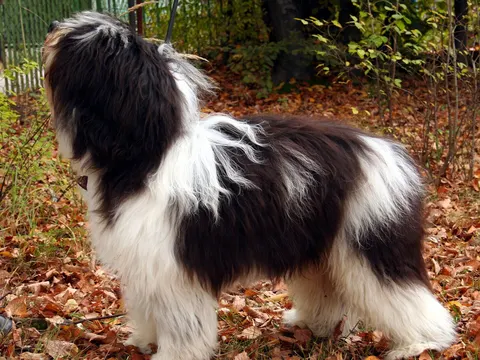 Poolse Laaglandherder in zijaanzicht