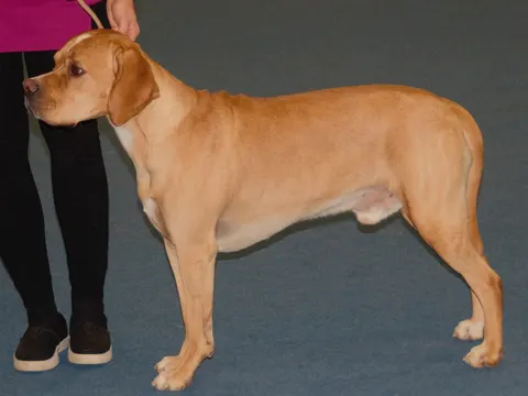 Portugese Pointer in zijaanzicht