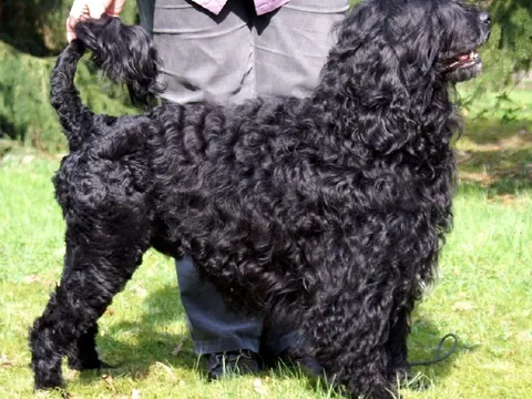 Zwarte Portugese Waterhond met krulvacht in showhouding op het gras